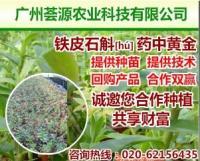 广州荟源农业科技铁皮石斛 以“2+4”供应模式引领石斛产业新风向